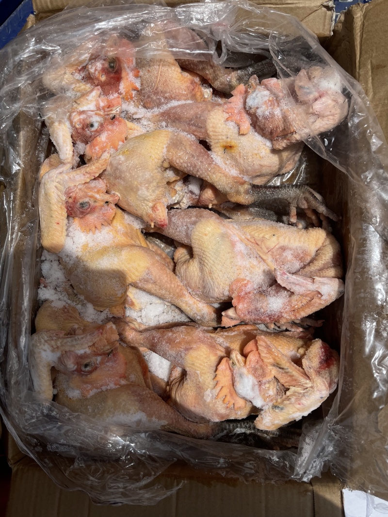 黄腿公鸡黑凤公鸡