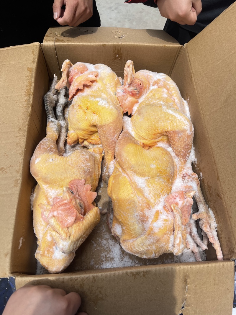黄腿公鸡黑凤公鸡