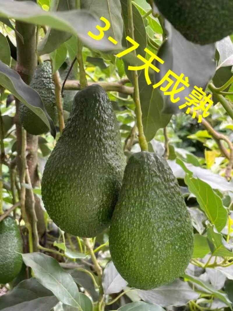 云南树上熟平克顿牛油果，集采，一件代发，对接商超市场电商