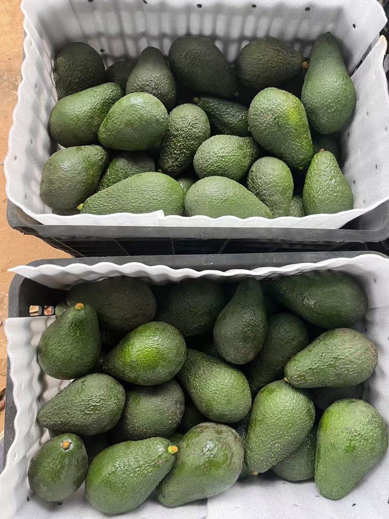云南树上熟平克顿牛油果，集采，一件代发，对接商超市场电商