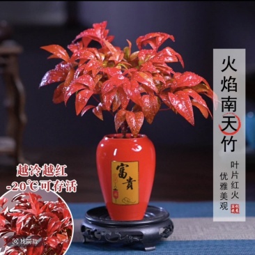 火焰南天竹精品盆栽