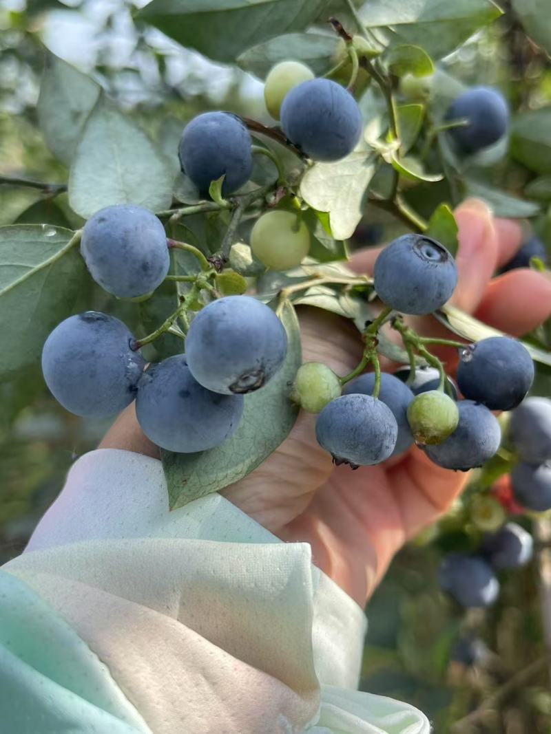 贵州高山露天生态蓝莓鲜果大量上市