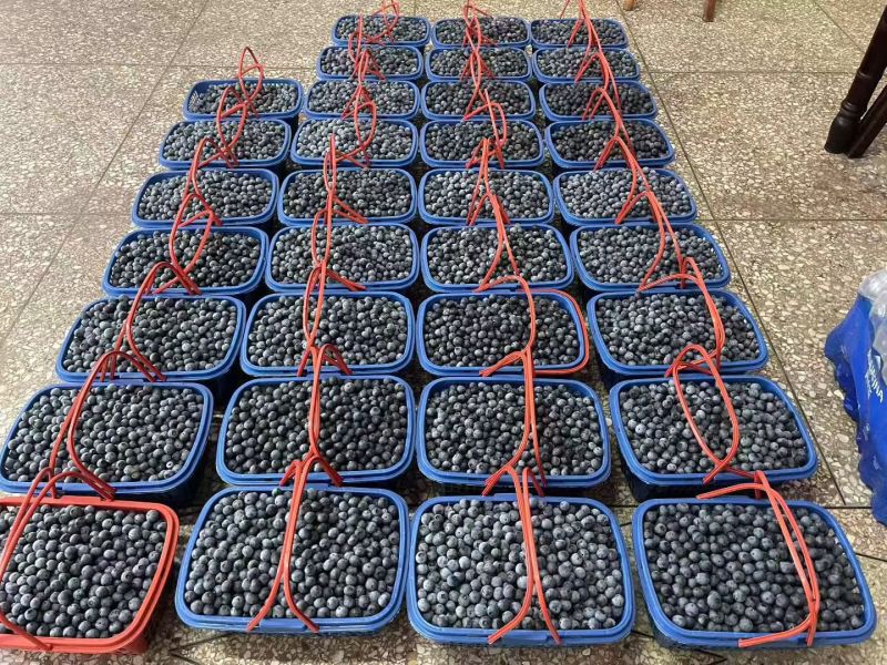 贵州高山露天生态蓝莓鲜果大量上市