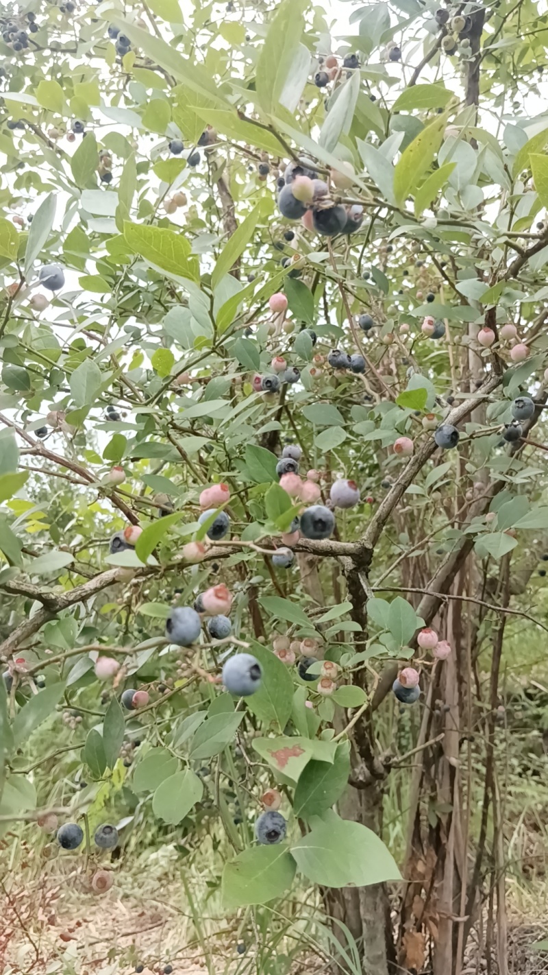 贵州高山露天生态蓝莓鲜果大量上市