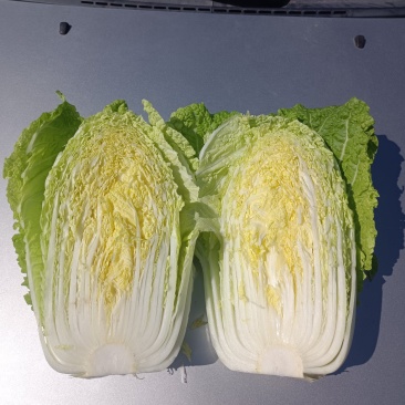 代办各类大白菜