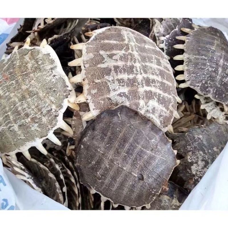 精选鳖甲中药材新货无硫优质生鳖甲甲鱼壳鳖甲壳鳖盖子团鱼壳