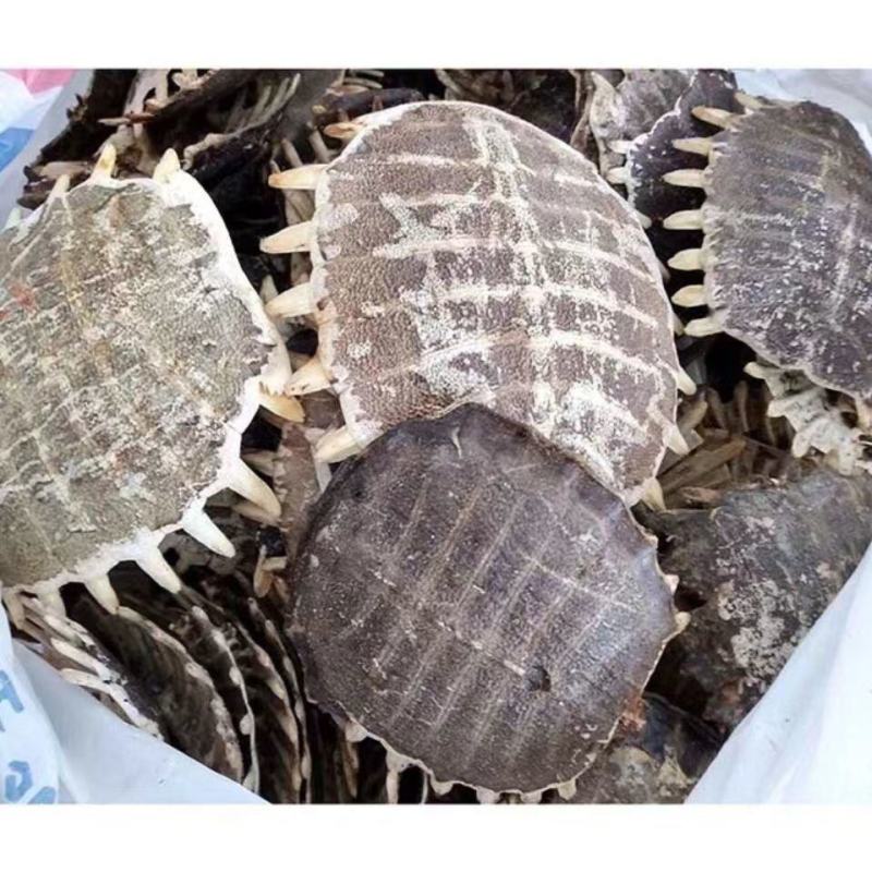 精选鳖甲中药材新货无硫优质生鳖甲甲鱼壳鳖甲壳鳖盖子团鱼壳