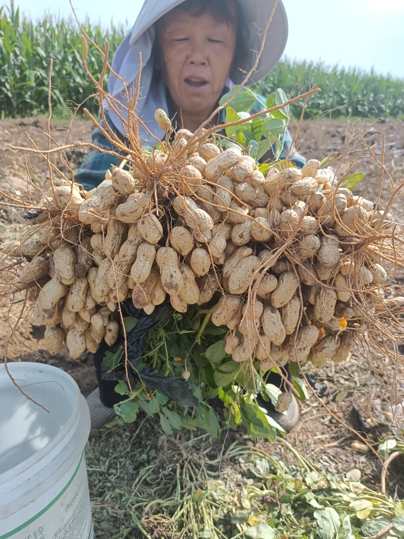 鲜花生