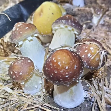 新鲜赤松茸姬松茸蘑菇**食用菌大球盖菇煲汤火锅食材