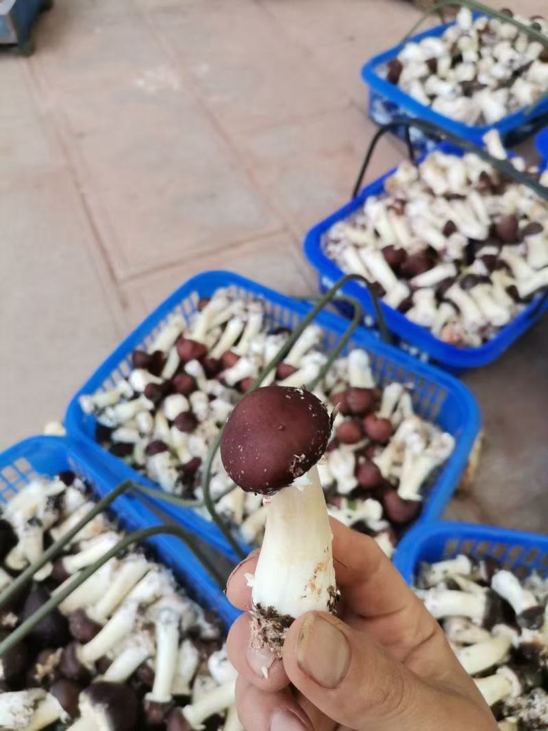 新鲜赤松茸姬松茸蘑菇**食用菌大球盖菇煲汤火锅食材