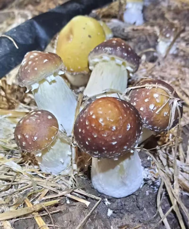 新鲜赤松茸姬松茸蘑菇**食用菌大球盖菇煲汤火锅食材