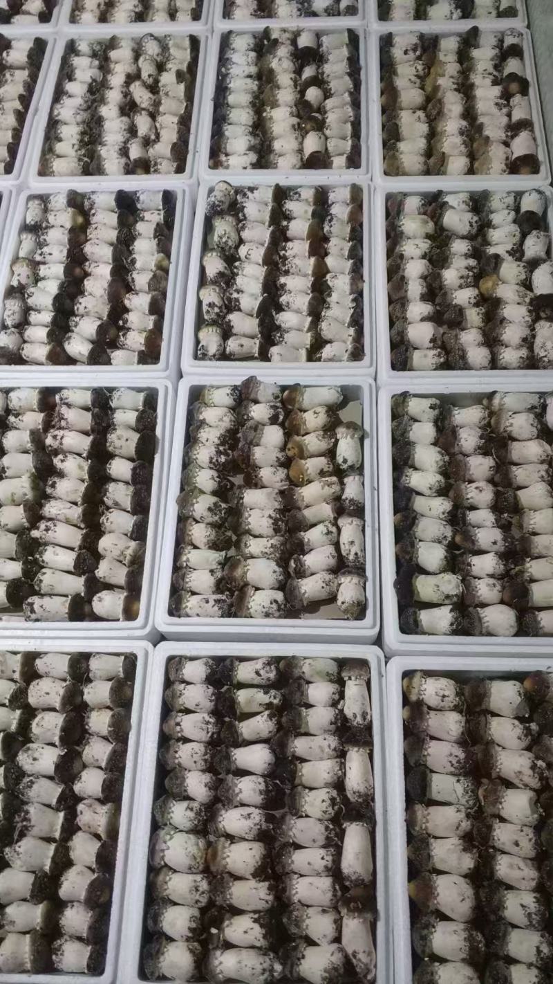 新鲜赤松茸姬松茸蘑菇**食用菌大球盖菇煲汤火锅食材