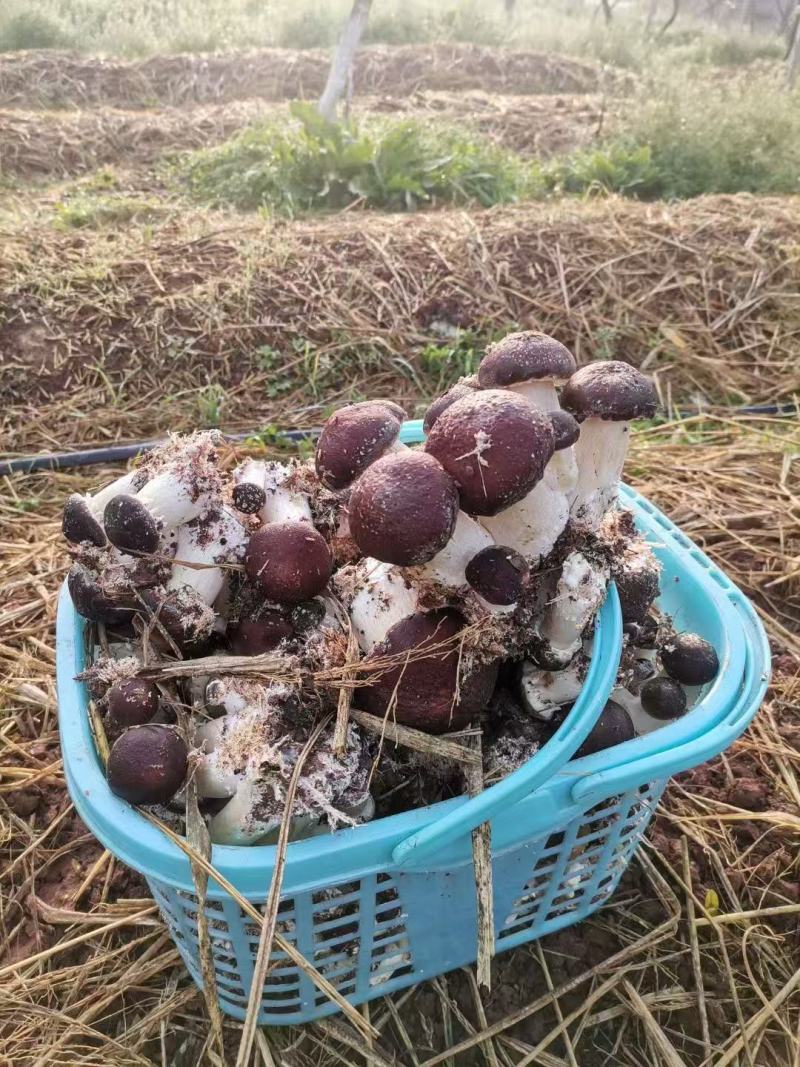 新鲜赤松茸姬松茸蘑菇**食用菌大球盖菇煲汤火锅食材