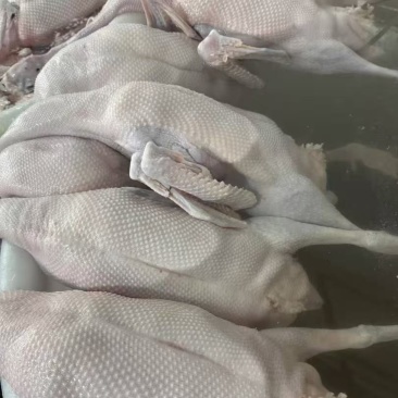 广东清远黑棕鹅，新鲜现杀，各种规格。