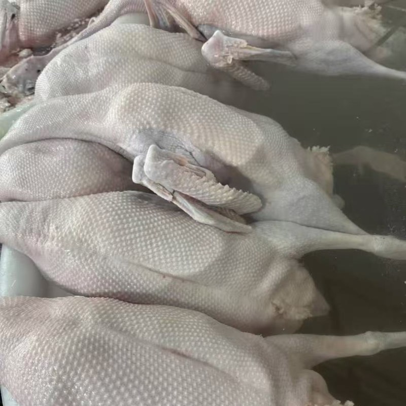 广东清远黑棕鹅，新鲜现杀，各种规格。
