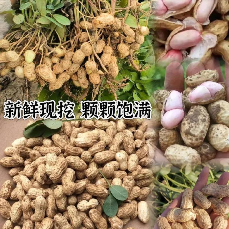 鲜花生