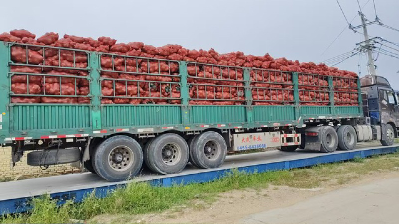 【产地直销】贝贝南瓜产地直发库房看货全部机洗标准化
