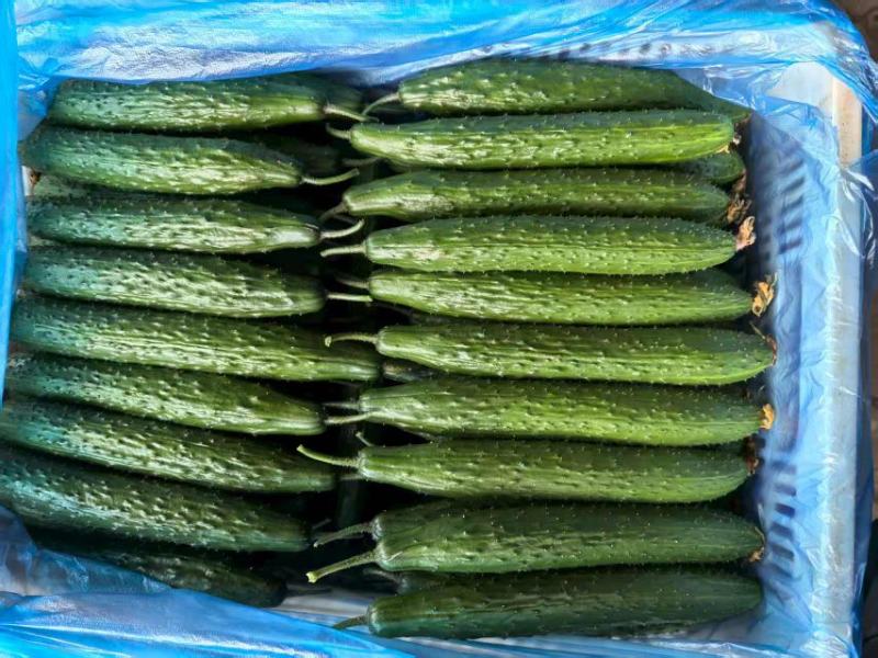 电商黄瓜、食堂黄瓜，原产地直发，质量有保证，大量供应