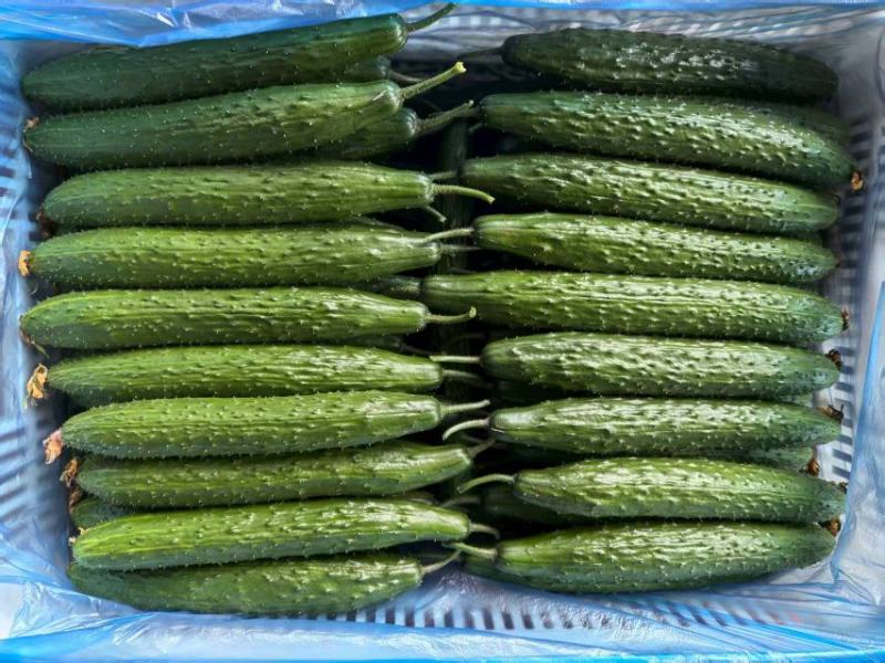 电商黄瓜、食堂黄瓜，原产地直发，质量有保证，大量供应
