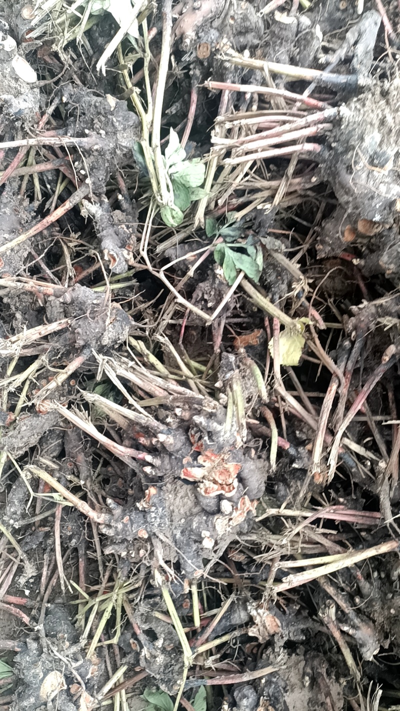 白芍芽头出售，欢迎致电