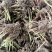 白芍芽头出售，欢迎致电