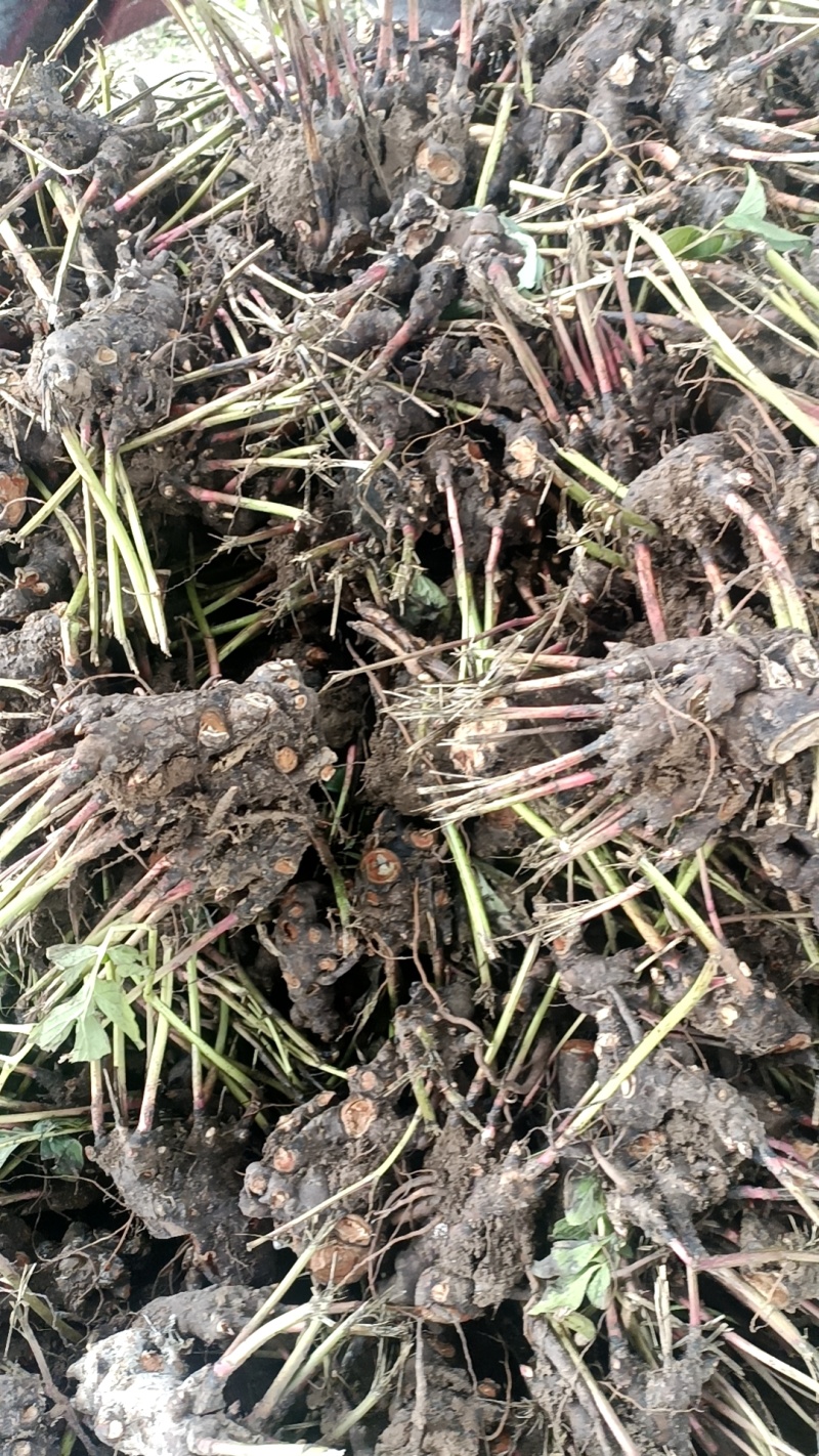 白芍芽头出售，欢迎致电