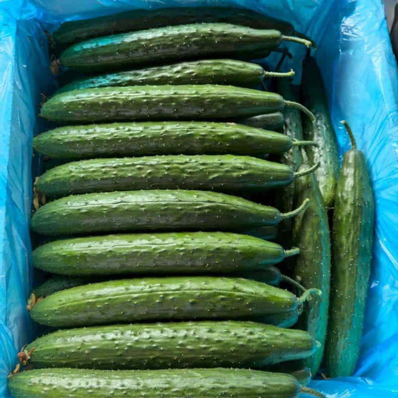 密刺黄瓜，山东黄瓜电商、食堂黄瓜货源充足量大从优