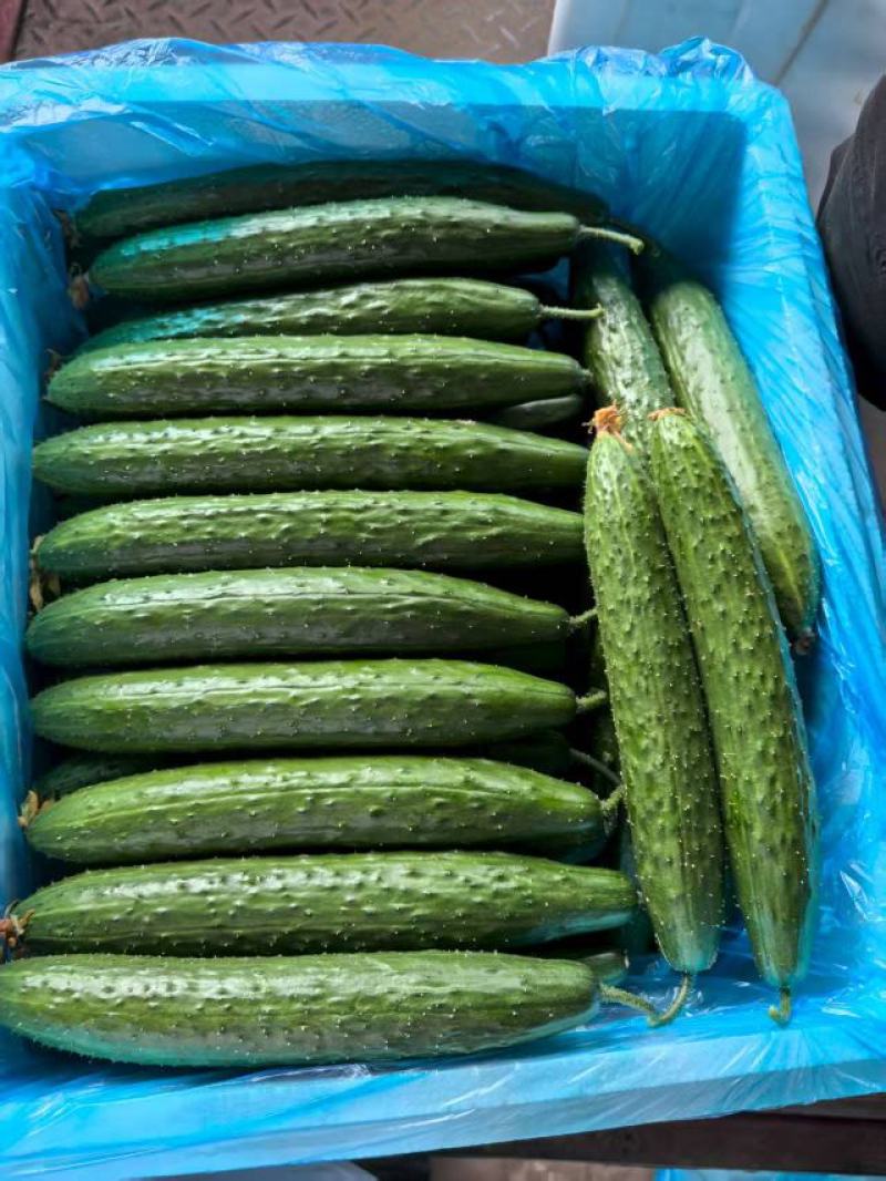 密刺黄瓜，山东黄瓜电商、食堂黄瓜货源充足量大从优