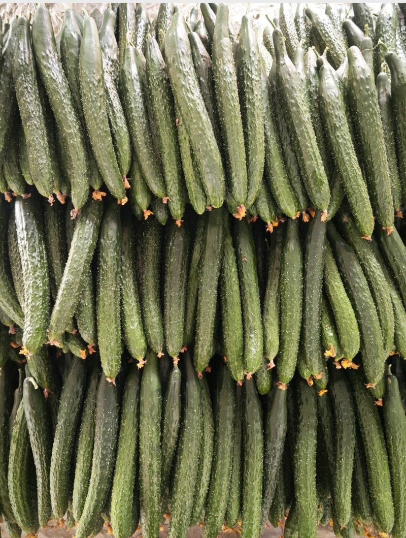 密刺黄瓜，山东黄瓜电商、食堂黄瓜货源充足量大从优