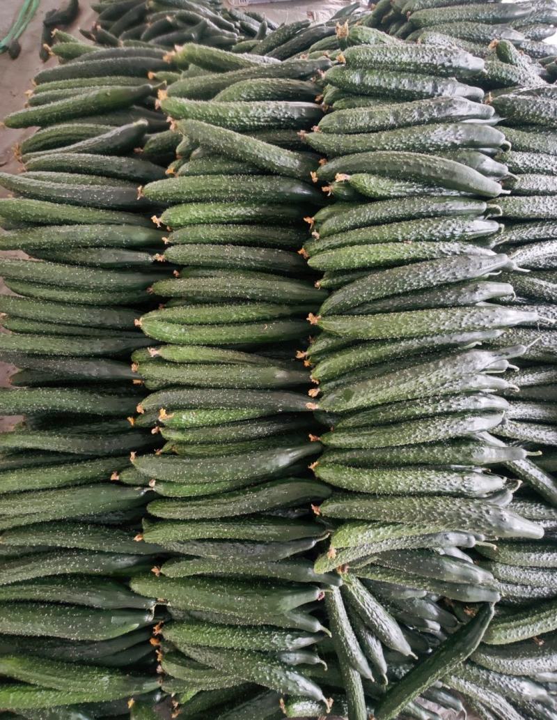 密刺黄瓜，山东黄瓜电商、食堂黄瓜货源充足量大从优