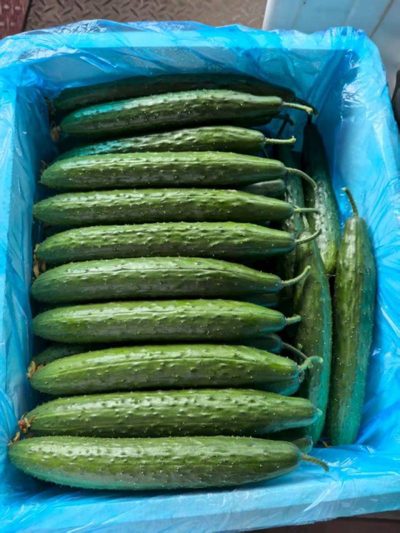 密刺黄瓜，山东黄瓜电商、食堂黄瓜货源充足量大从优