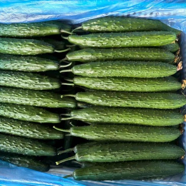 电商黄瓜、食堂黄瓜、密刺黄瓜、货源充足量大从优