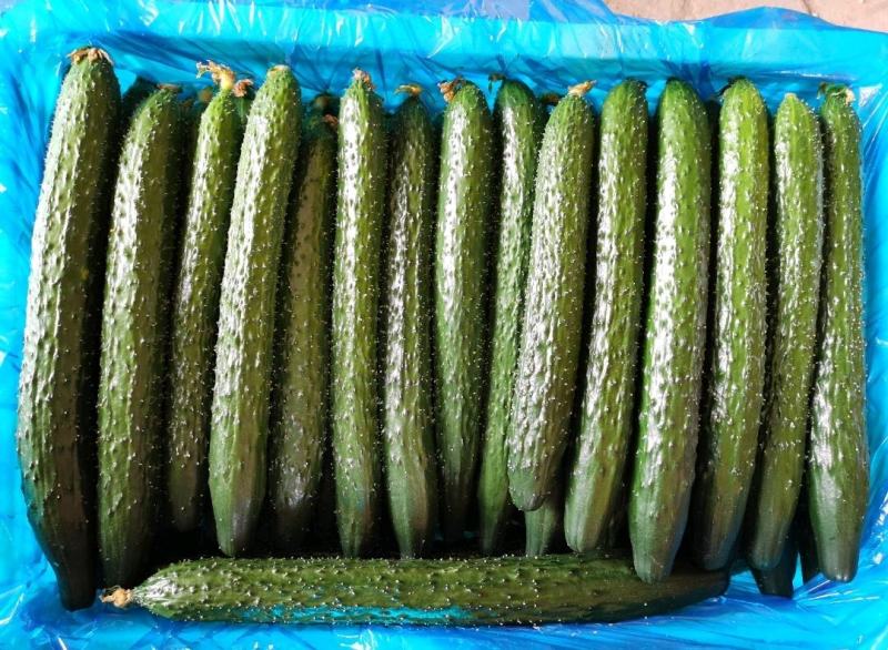 电商黄瓜、食堂黄瓜、密刺黄瓜、货源充足量大从优