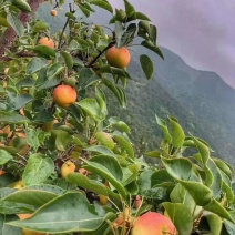 辽宁鞍山南果梨