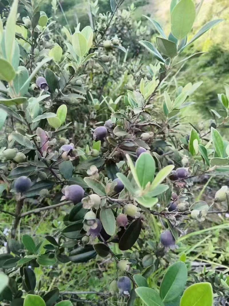 广东清远本地野生桃金娘新鲜果，有需要的老板随时来电咨询详
