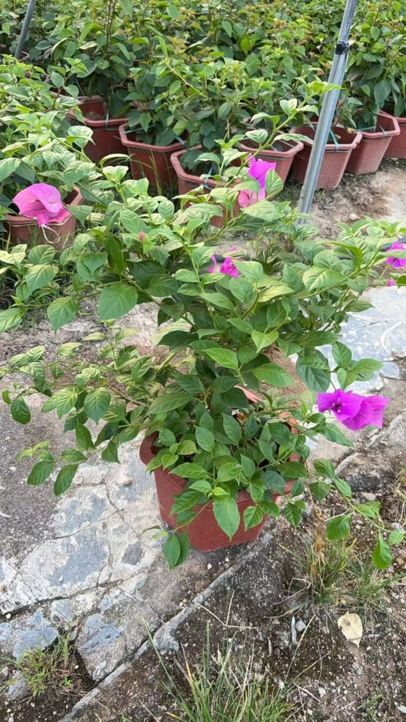 三角梅