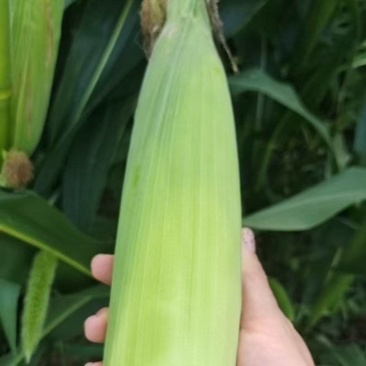 白糯玉米，30万斤，可按个按斤，量大更优，农户自销