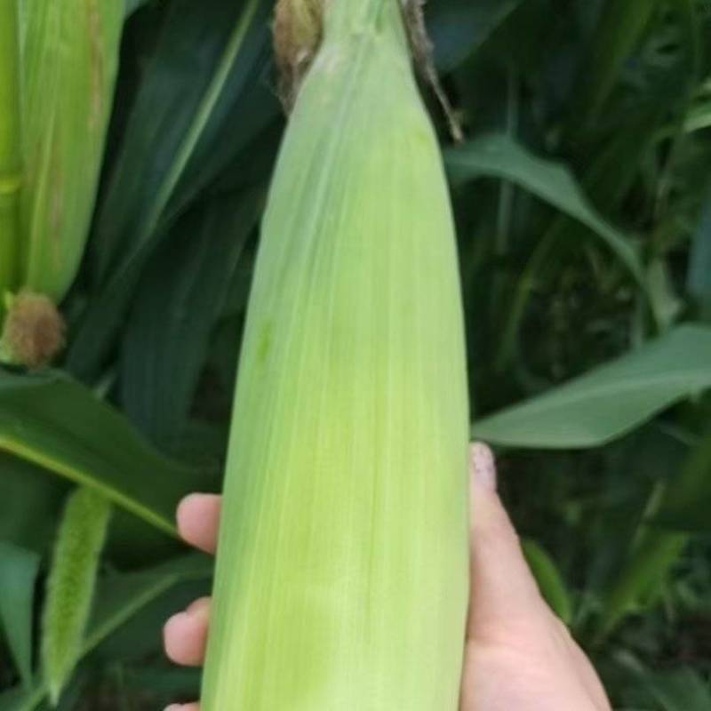 白糯玉米，30万斤，可按个按斤，量大更优，农户自销