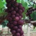 巨峰葡萄