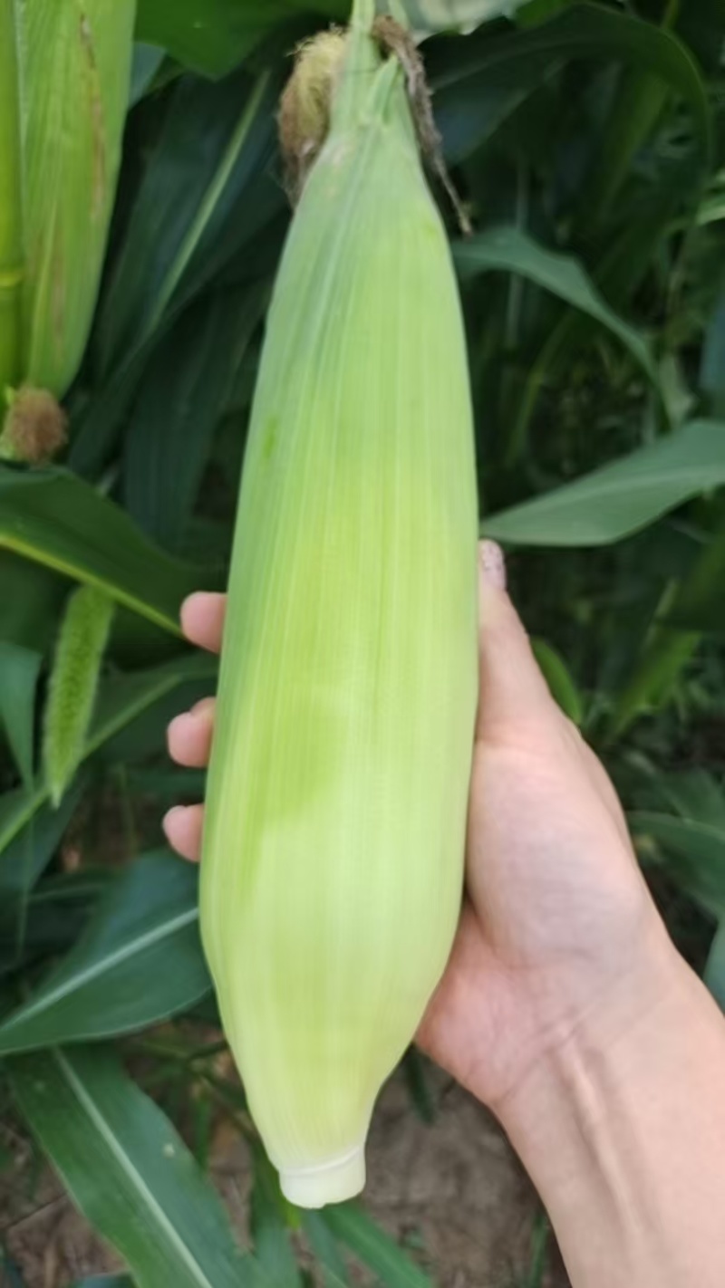 白糯玉米，30万斤，可按个按斤，量大更优，农户自销