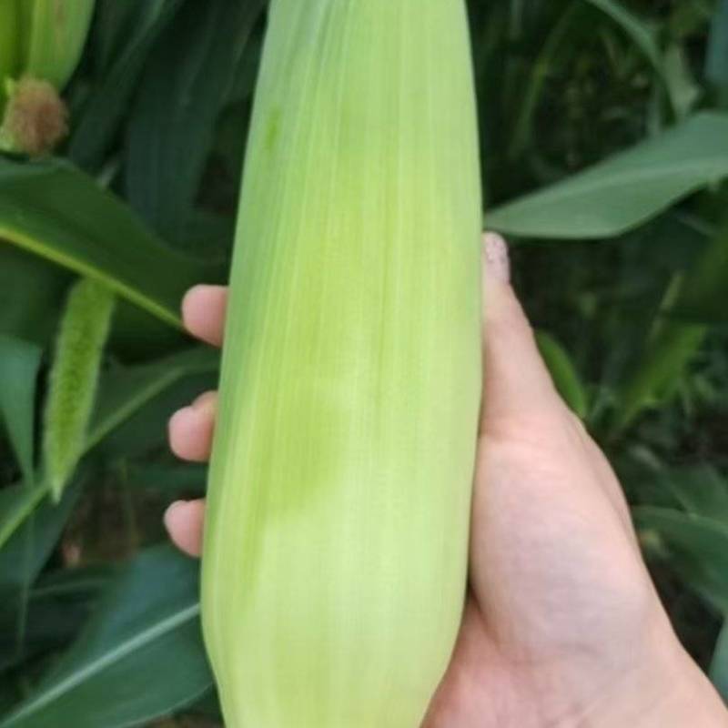 白糯玉米，30万斤，个大，农户自销，价格优惠，量大更优