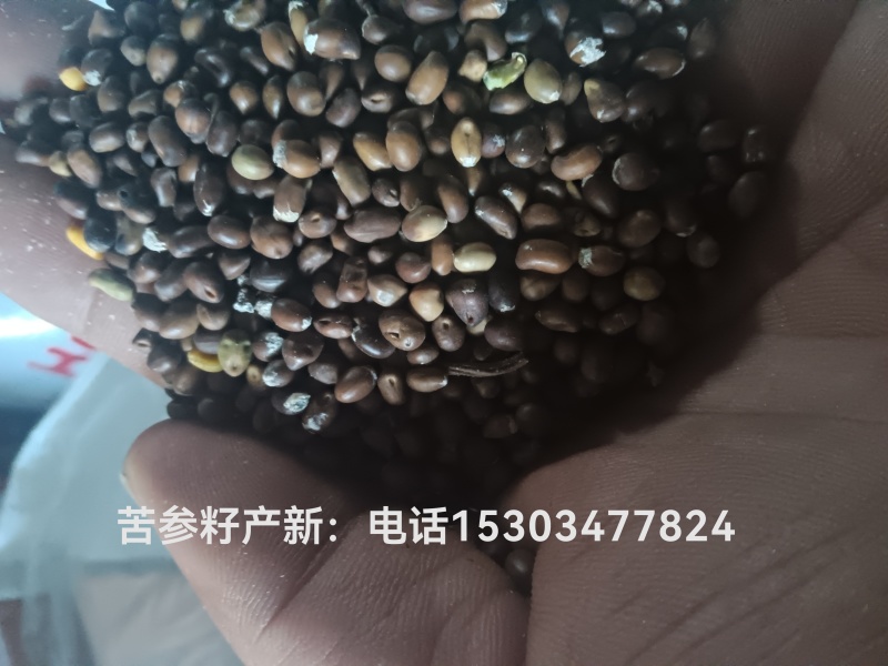 苦参籽2025年新产**纯新
