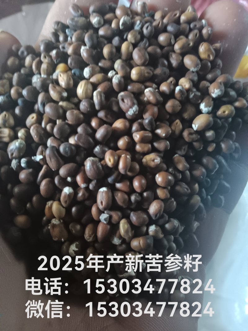 苦参籽2025年新产**纯新
