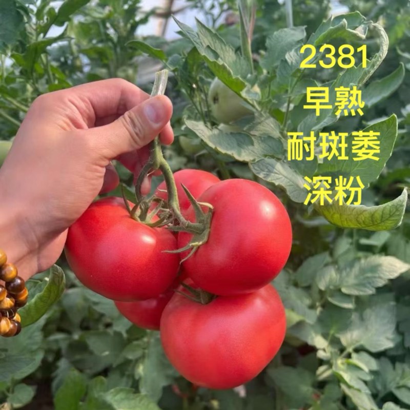 硬粉大果西红柿番茄苗子早熟抗病强口感好苗