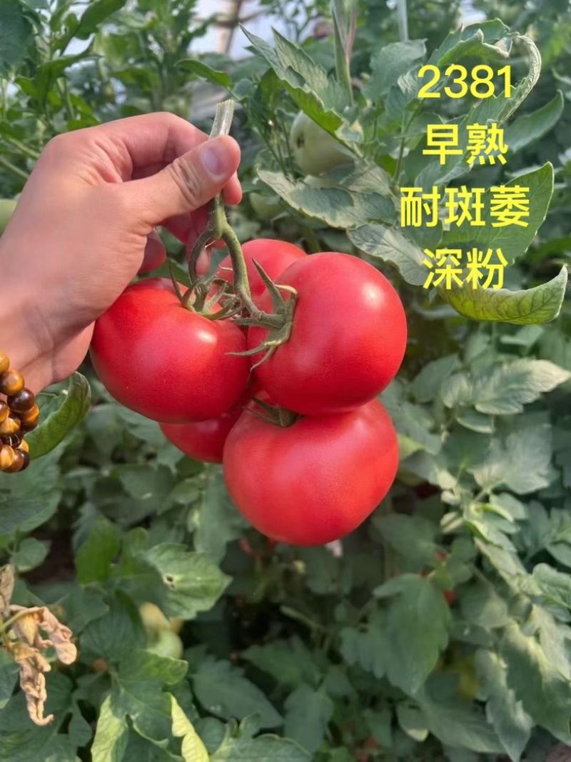 硬粉大果西红柿番茄苗子早熟抗病强口感好苗