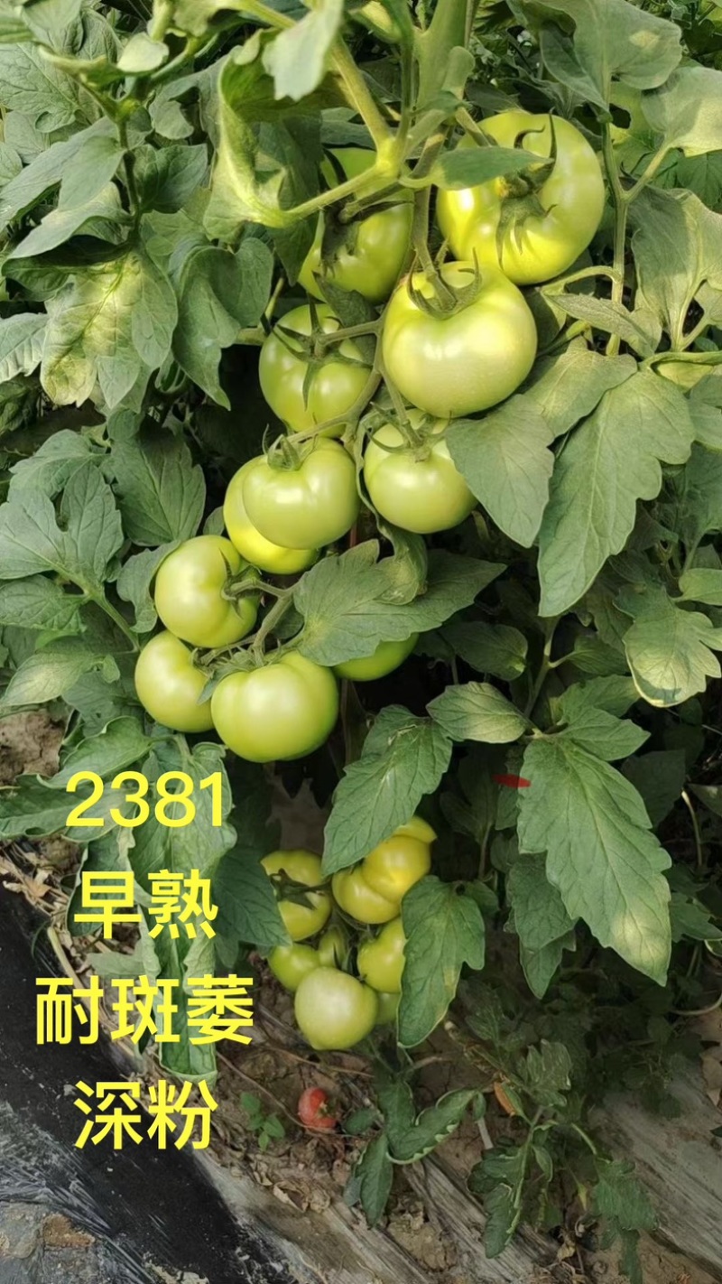 硬粉大果西红柿番茄苗子早熟抗病强口感好苗