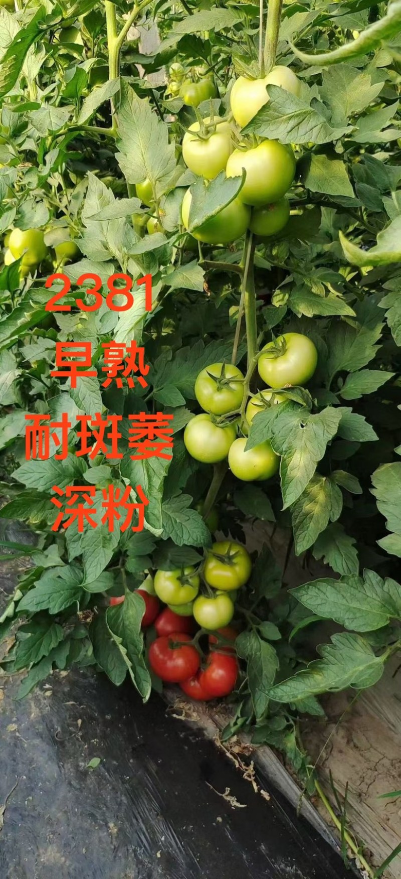 硬粉大果西红柿番茄苗子早熟抗病强口感好苗