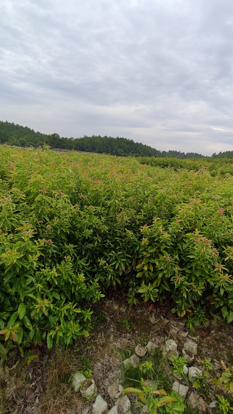 木荷袋苗，根系发达，成活率高