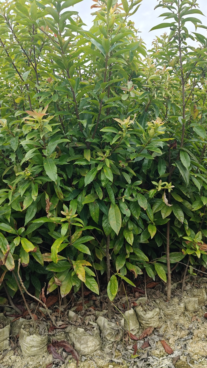 木荷袋苗，根系发达，成活率高