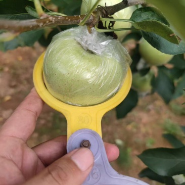 金帅苹果大量现货